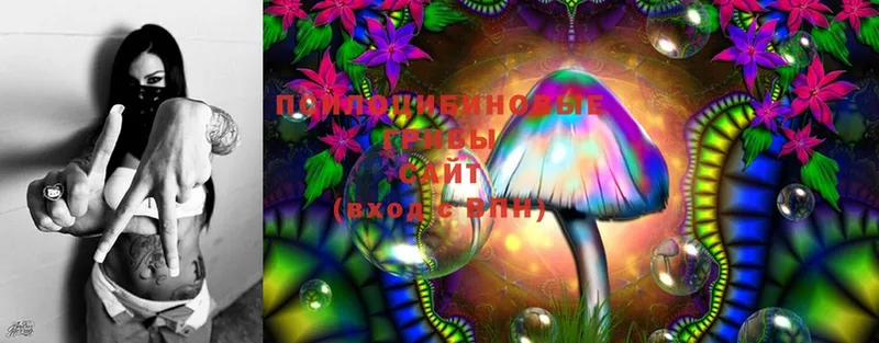 Галлюциногенные грибы Magic Shrooms  купить закладку  Балтийск 